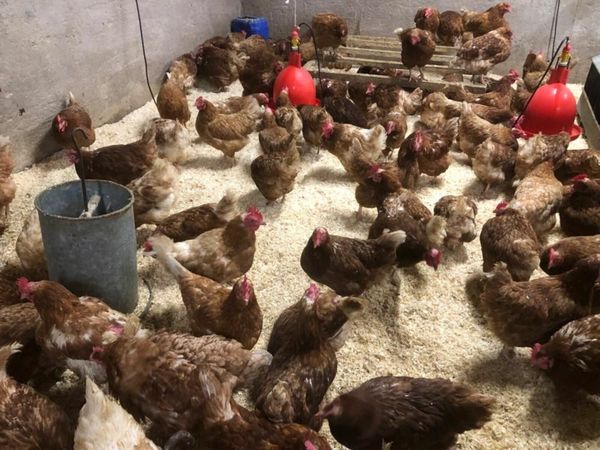 Large Quanity of Laying  Year Old Hens