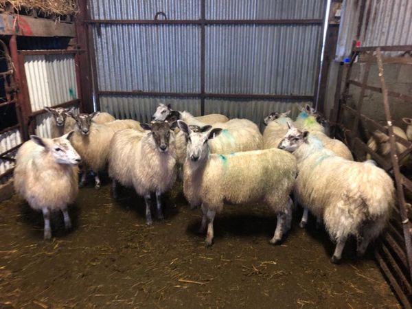 Blue Leicester Cross Ewe Lambs