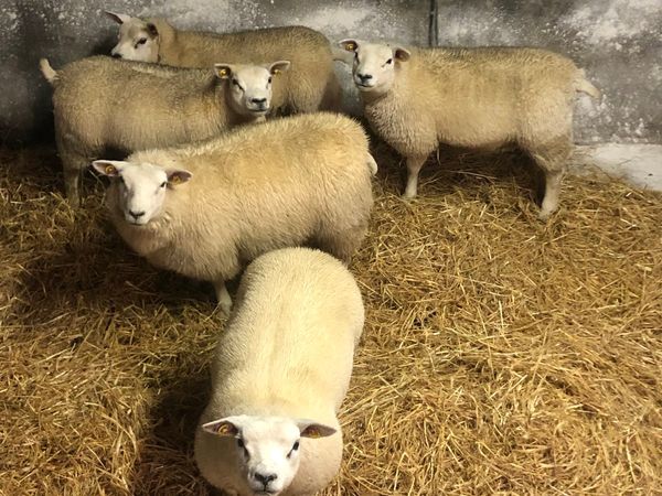 P.B.R Texel ewe lambs