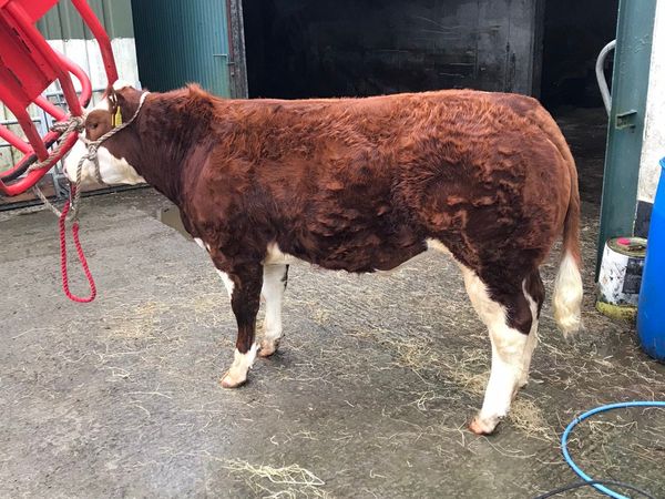 Red and white Belgian blue forwinter fair 27th28th