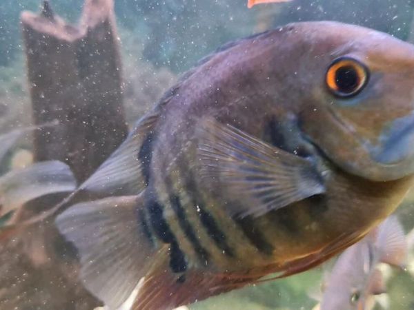 Large Severum for Sale
