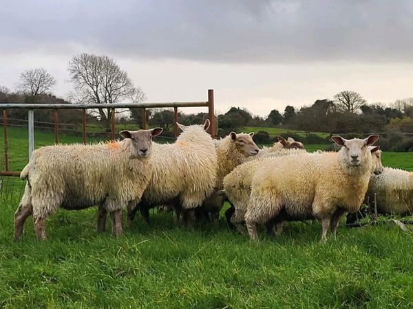 Charollais lambs
