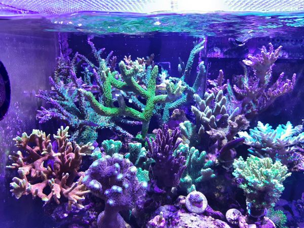 Corals (frags)