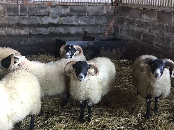 Lanark Ram Lambs