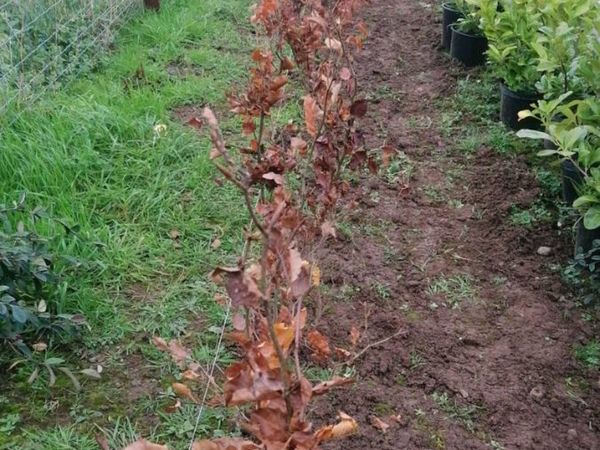 3 - 4 foot beech hedging x 50 flash sale
