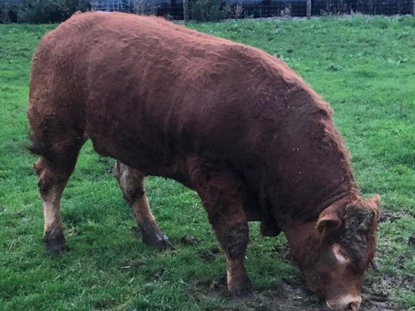PBR Limousin Bull for sale
