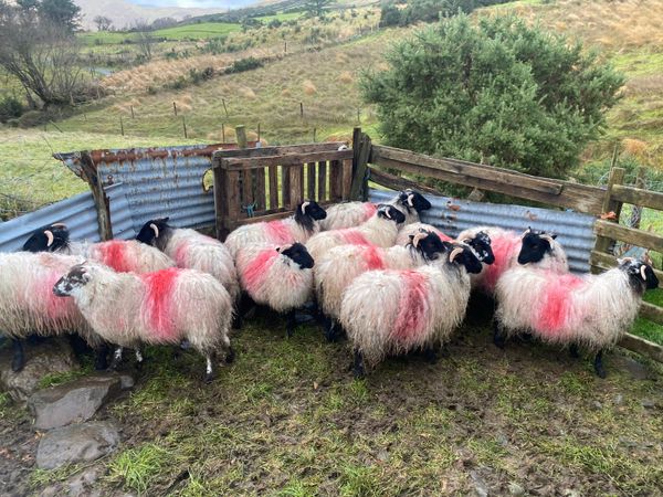 14 Ewe Lambs For Sale