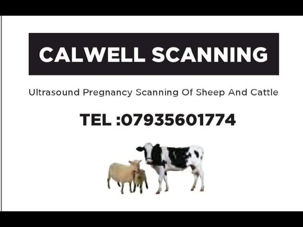 Sheep and cattle scanning