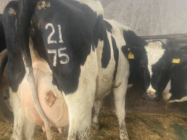 Fresh calved dairy cattle