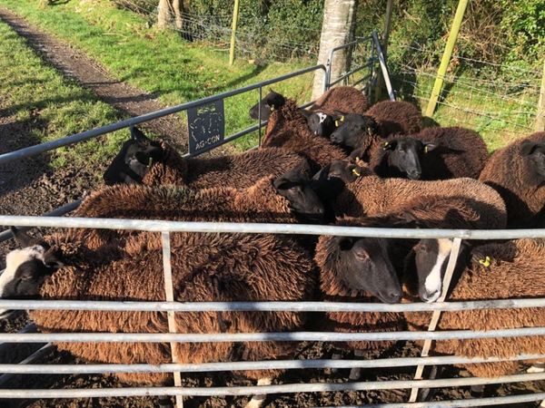 11 Black Ewe Lambs