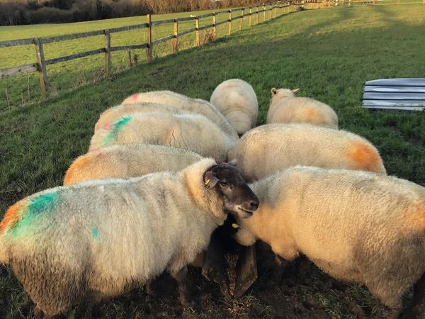 In lamb ewes