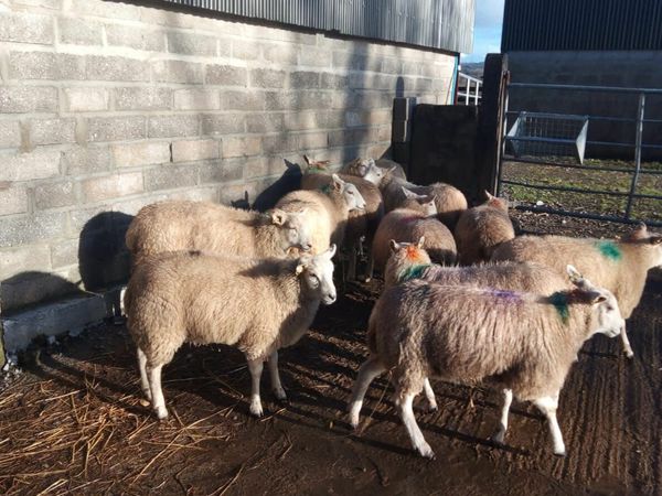 Texel cross ewe lambs