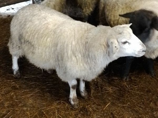 Texel cross suffolk ram lamb