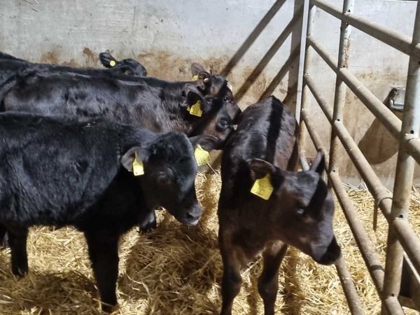 12 AA heifers calves for sale