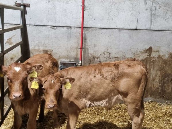 3 lim bulls calves for sale