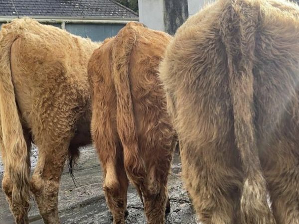 3 Smashing Charolois bull weanlings for sale