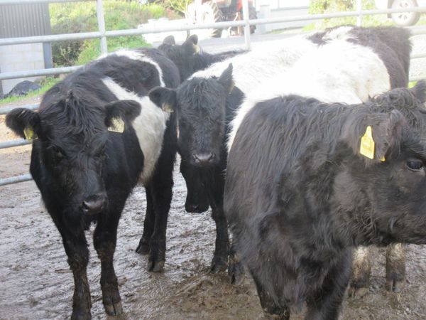 5 BELTED GALLOW HEIFERS