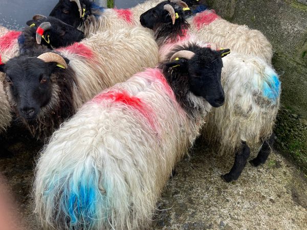 Blackface mountain ewe lambs