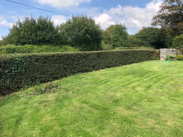 Hedge cutting and property maintenance