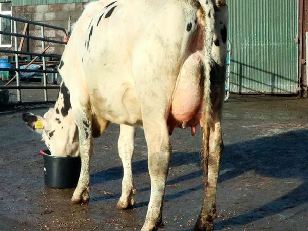 Dock Holsteins Online only Auction