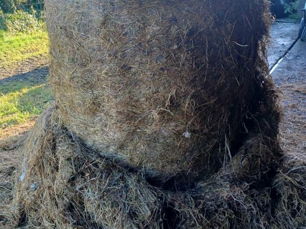 Silage for sale