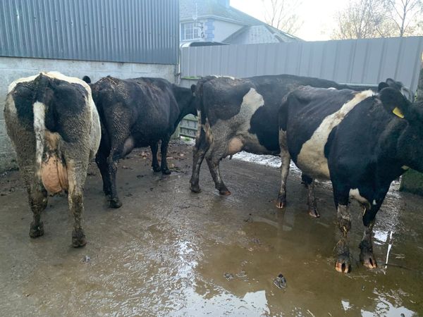 4 empty milking cows