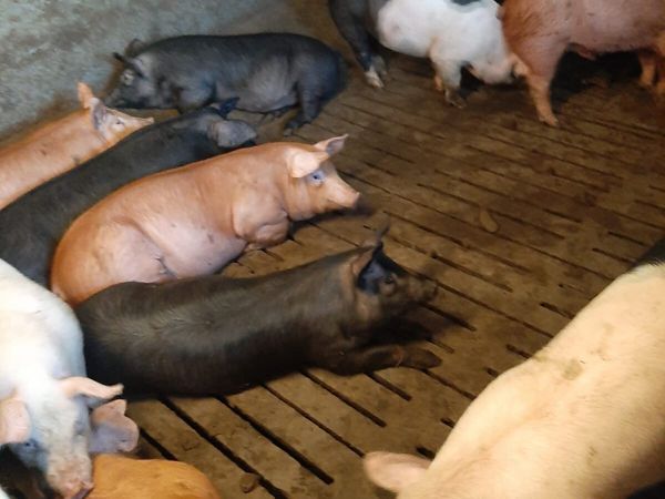Pigs for sale for freezer and bbq