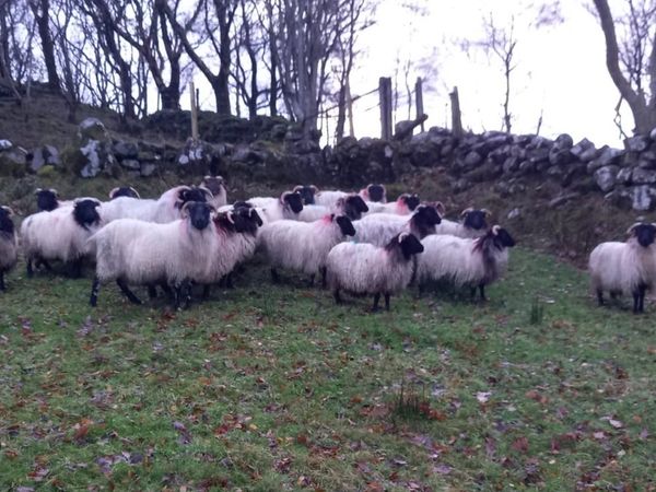 Blackface Ewe Lambs For Sale