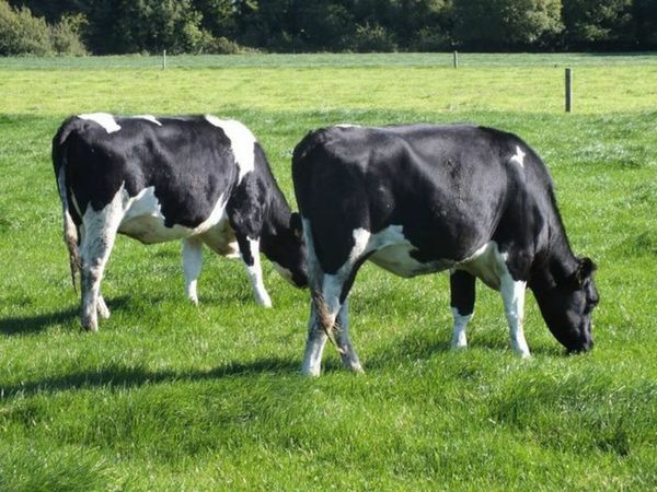 High EBI In-calf Friesian Heifers