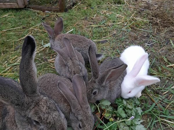 flemish rabbits
