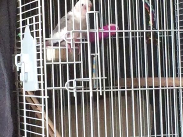 Cockatiel and his cage