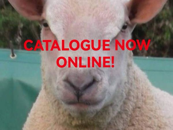 Liscullane Charollais In Lamb Sale