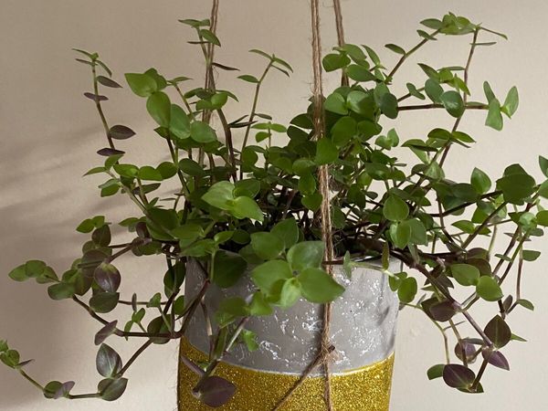 Houseplant 🪴Callisia Repens Turtle Vine
