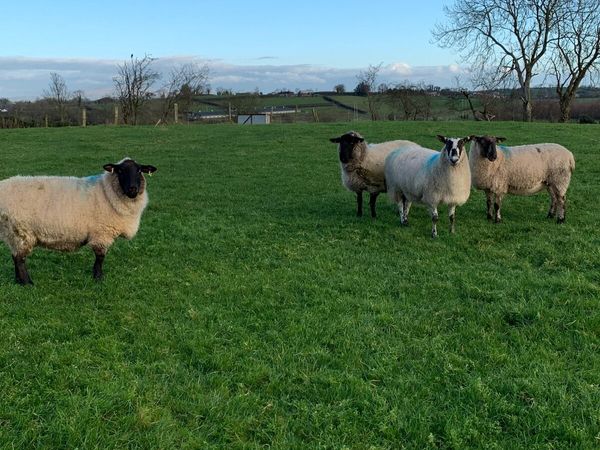 In lamb suffolk x and mule gimmers/ewes