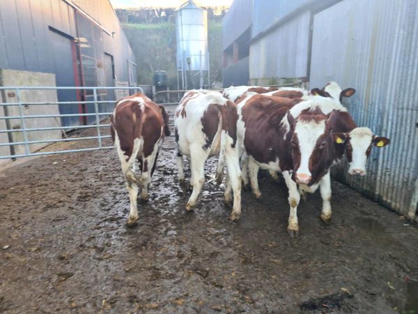 Red and white holstein heifers