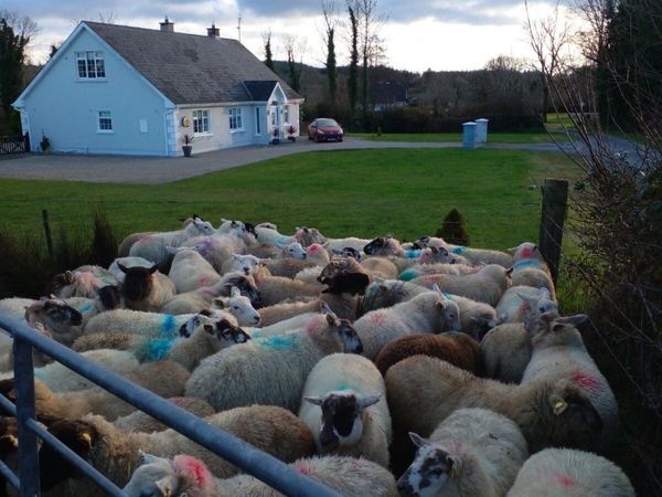 55 ewe lambs