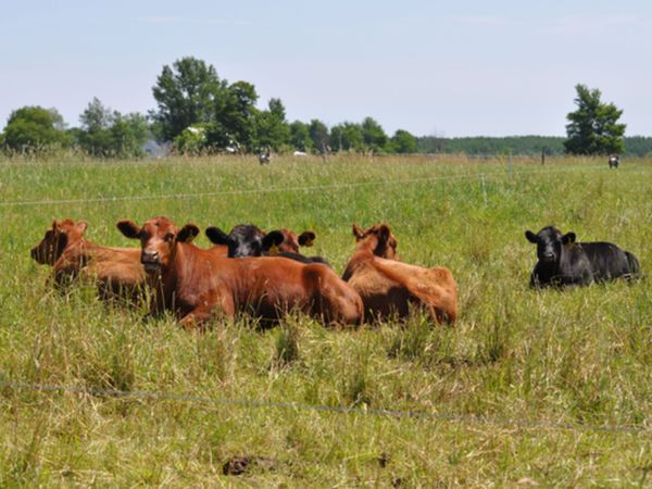 Grazing wanted - land to let or rent