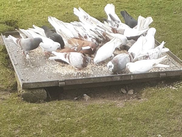 Birds Pigeons for sale