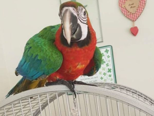 Harlequin parrot