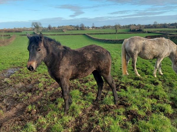 Filly foal for sale
