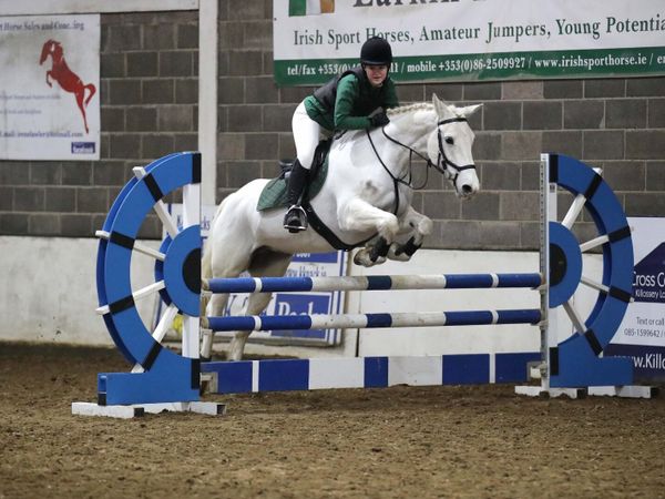 15.2 showjumping mare