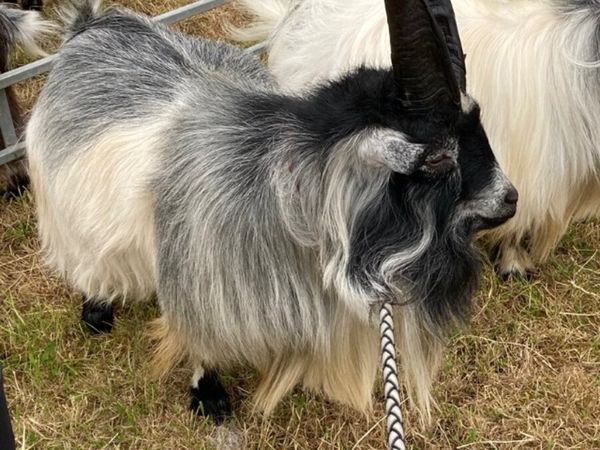 Pygmy goat buck for sale in Antrim for £400 on DoneDeal