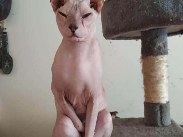 Sphinx Don girl Bessy for sale