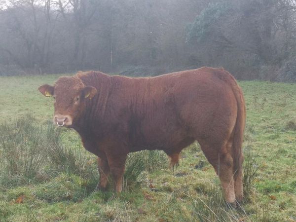 Outwintered PBR limousin bulls