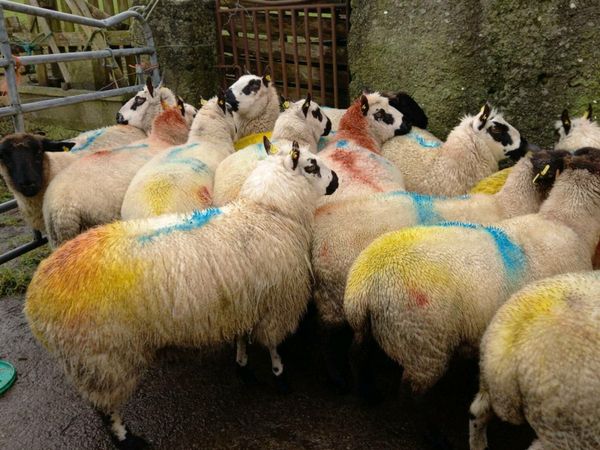 15 in lamb ewes