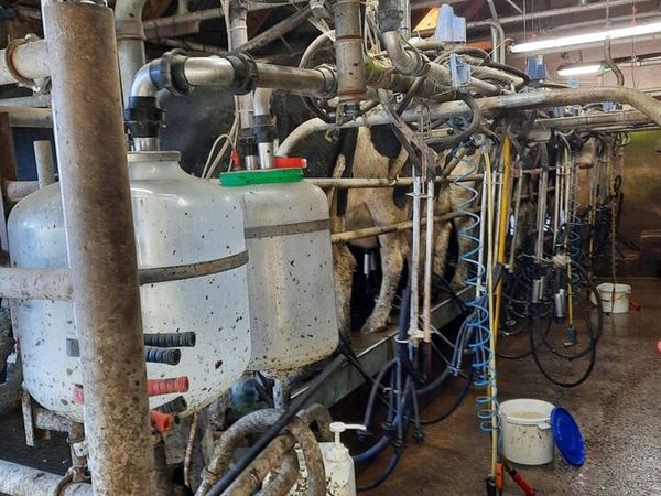 12 unit milking machine with dump line