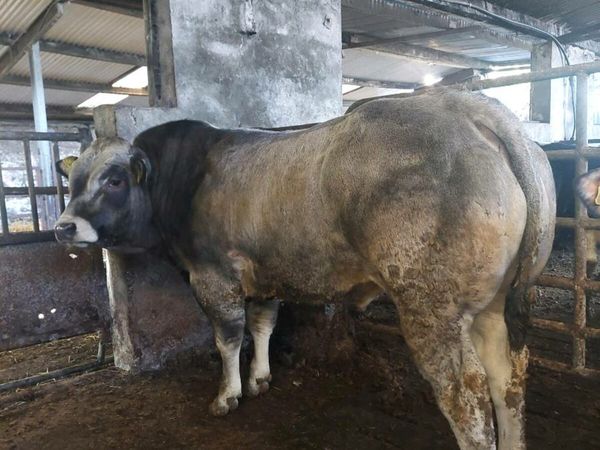 Piemontese pedigree registered bulls