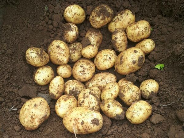 Potato Land Wanted