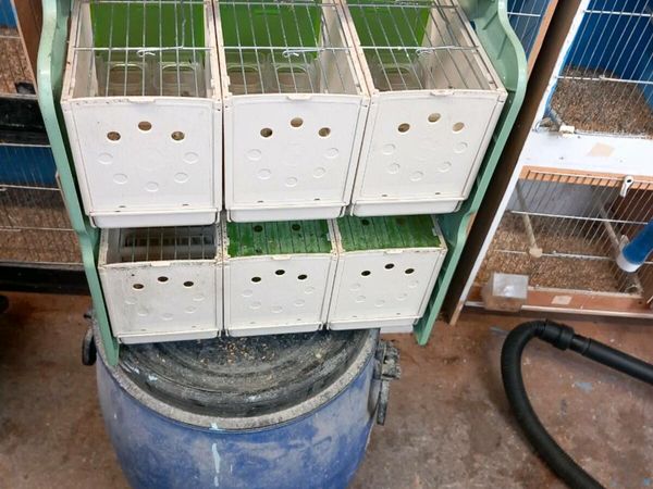 Transport boxes for birds