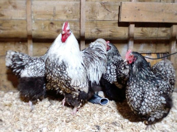 Silver laced orpingtons